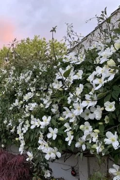 Grandiflora Montana Clematis - 1 Gallon Pot 15 Grandiflora Montana Clematis - 1 Gallon Pot -SHRUBS and BUSHES Store clematis montana grandiflora 1