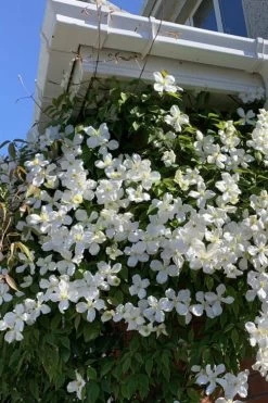 Grandiflora Montana Clematis - 1 Gallon Pot 12 Grandiflora Montana Clematis - 1 Gallon Pot -SHRUBS and BUSHES Store clematis montana grandiflora 2