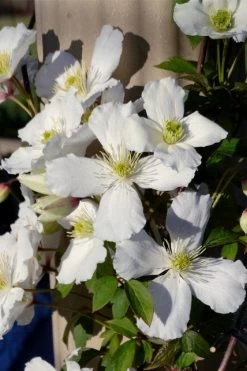 Grandiflora Montana Clematis - 1 Gallon Pot 14 Grandiflora Montana Clematis - 1 Gallon Pot -SHRUBS and BUSHES Store clematis montana grandiflora 9