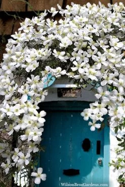 Grandiflora Montana Clematis - 1 Gallon Pot 13 Grandiflora Montana Clematis - 1 Gallon Pot -SHRUBS and BUSHES Store clematis montana grandiflora20copy