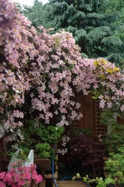 Mayleen Montana Clematis - 1 Gallon Pot 14 Mayleen Montana Clematis - 1 Gallon Pot -SHRUBS and BUSHES Store clematis montana mayleen 12