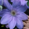 Mrs. Cholmondeley Clematis - 1 Gallon Pot -SHRUBS and BUSHES Store clematis mrs cholmondeley 11