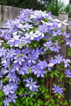 Mrs. Cholmondeley Clematis - 1 Gallon Pot 11 Mrs. Cholmondeley Clematis - 1 Gallon Pot -SHRUBS and BUSHES Store clematis mrs cholmondeley 2