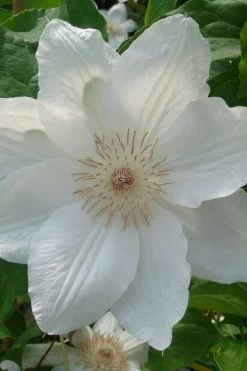 Mrs. George Jackman Clematis - 1 Gallon Pot 17 Mrs. George Jackman Clematis - 1 Gallon Pot -SHRUBS and BUSHES Store clematis mrs george jackman 500x750 1