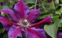 Mrs. Norman Thompson Clematis - 1 Gallon Pot 13 Mrs. Norman Thompson Clematis - 1 Gallon Pot -SHRUBS and BUSHES Store clematis mrs n thompson 1