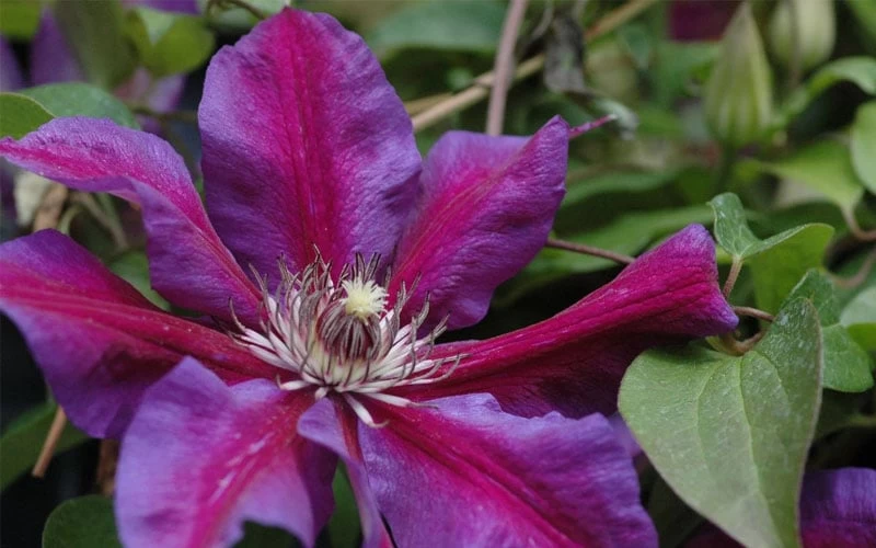 Mrs. Norman Thompson Clematis - 1 Gallon Pot 6 Mrs. Norman Thompson Clematis - 1 Gallon Pot - Image 4