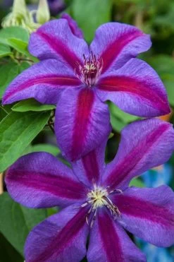 Mrs. Norman Thompson Clematis - 1 Gallon Pot 14 Mrs. Norman Thompson Clematis - 1 Gallon Pot -SHRUBS and BUSHES Store clematis mrs n thompson 7