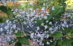 Mrs. Robert Brydon Clematis - 1 Gallon Pot -SHRUBS and BUSHES Store clematis mrs robert brydon 11