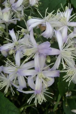 Mrs. Robert Brydon Clematis - 1 Gallon Pot -SHRUBS and BUSHES Store clematis mrs robert brydon 3