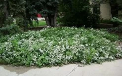 Mrs. Robert Brydon Clematis - 1 Gallon Pot -SHRUBS and BUSHES Store clematis mrs robert brydon 4