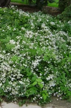 Mrs. Robert Brydon Clematis - 1 Gallon Pot -SHRUBS and BUSHES Store clematis mrs robert brydon 6