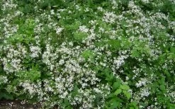 Mrs. Robert Brydon Clematis - 1 Gallon Pot -SHRUBS and BUSHES Store clematis mrs robert brydon 7