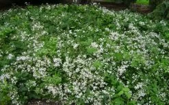Mrs. Robert Brydon Clematis - 1 Gallon Pot -SHRUBS and BUSHES Store clematis mrs robert brydon 8
