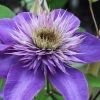 Multi Blue Clematis - 2 Gallon Pot