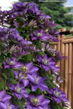 Multi Blue Clematis - 1 Gallon Pot 10 Multi Blue Clematis - 1 Gallon Pot -SHRUBS and BUSHES Store clematis multi blue 3 1