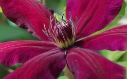 Niobe Clematis - 1 Gallon Pot -SHRUBS and BUSHES Store clematis niobe 1