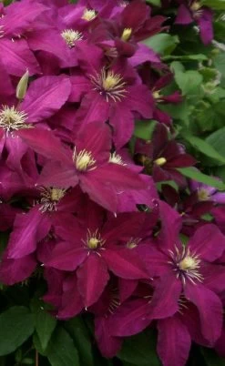 Niobe Clematis - 1 Gallon Pot -SHRUBS and BUSHES Store clematis niobe 2