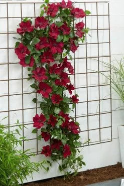 Nubia Clematis - 1 Gallon Pot 17 Nubia Clematis - 1 Gallon Pot -SHRUBS and BUSHES Store clematis nubia 1