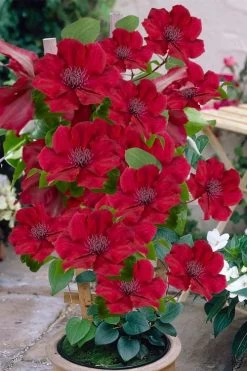 Nubia Clematis - 1 Gallon Pot 14 Nubia Clematis - 1 Gallon Pot -SHRUBS and BUSHES Store clematis nubia 3
