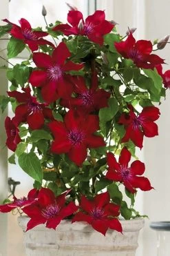 Nubia Clematis - 1 Gallon Pot 16 Nubia Clematis - 1 Gallon Pot -SHRUBS and BUSHES Store clematis nubia 5