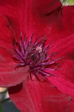 Nubia Clematis - 1 Gallon Pot 13 Nubia Clematis - 1 Gallon Pot -SHRUBS and BUSHES Store clematis nubia 6