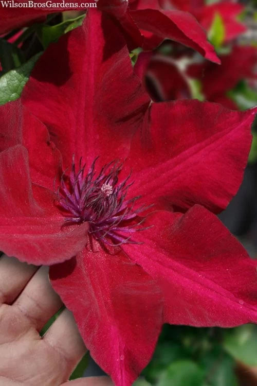 Nubia Clematis - 1 Gallon Pot 3 Nubia Clematis - 1 Gallon Pot
