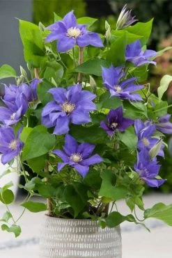 Olympia Clematis - 1 Gallon Pot 13 Olympia Clematis - 1 Gallon Pot -SHRUBS and BUSHES Store clematis olympia 1