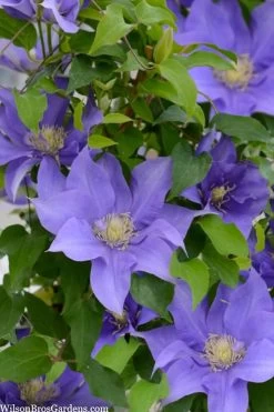 Olympia Clematis - 1 Gallon Pot 14 Olympia Clematis - 1 Gallon Pot -SHRUBS and BUSHES Store clematis olympia 2