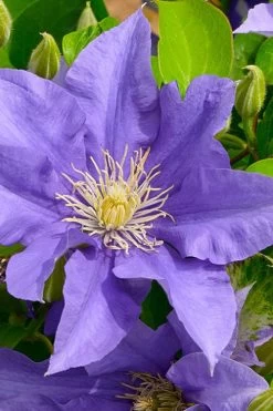 Olympia Clematis - 1 Gallon Pot 15 Olympia Clematis - 1 Gallon Pot -SHRUBS and BUSHES Store clematis olympia 3