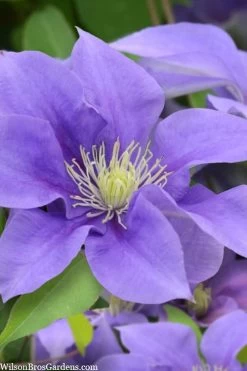 Olympia Clematis - 1 Gallon Pot 17 Olympia Clematis - 1 Gallon Pot -SHRUBS and BUSHES Store clematis olympia 5