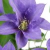 Olympia Clematis - 1 Gallon Pot -SHRUBS and BUSHES Store clematis olympia 8