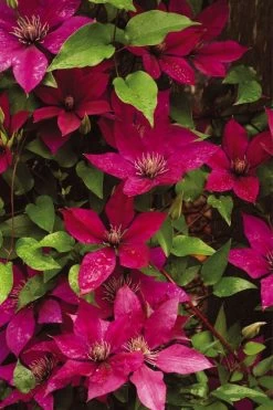Picardy Clematis - 1 Gallon Pot -SHRUBS and BUSHES Store clematis picardy 9