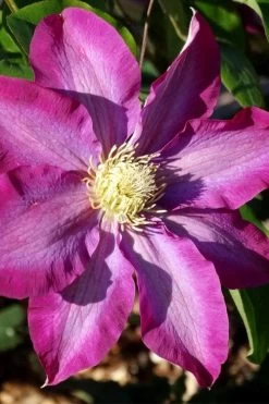 Pink Champagne Clematis - 1 Gallon Pot 15 Pink Champagne Clematis - 1 Gallon Pot -SHRUBS and BUSHES Store clematis pink champagne 2