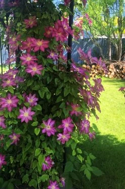 Pink Champagne Clematis - 1 Gallon Pot 16 Pink Champagne Clematis - 1 Gallon Pot -SHRUBS and BUSHES Store clematis pink champagne 4