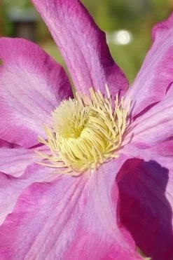 Pink Champagne Clematis - 1 Gallon Pot 17 Pink Champagne Clematis - 1 Gallon Pot -SHRUBS and BUSHES Store clematis pink champagne 6
