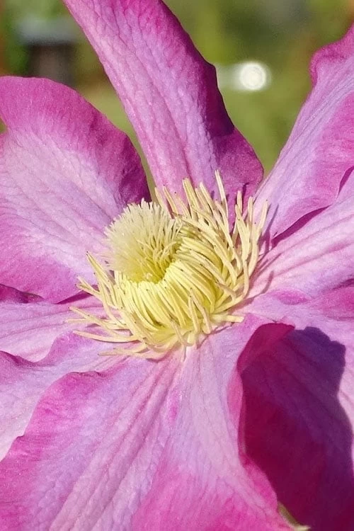 Pink Champagne Clematis - 1 Gallon Pot 9 Pink Champagne Clematis - 1 Gallon Pot - Image 7