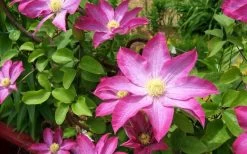 Pink Champagne Clematis - 1 Gallon Pot 18 Pink Champagne Clematis - 1 Gallon Pot -SHRUBS and BUSHES Store clematis pink champagne 8