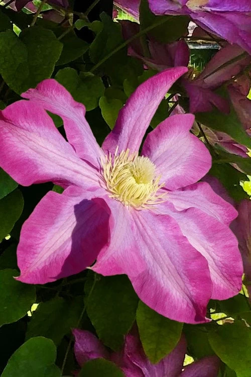 Pink Champagne Clematis - 1 Gallon Pot 11 Pink Champagne Clematis - 1 Gallon Pot - Image 9