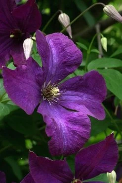 Polish Spirit Clematis - 1 Gallon Pot 19 Polish Spirit Clematis - 1 Gallon Pot -SHRUBS and BUSHES Store clematis polish spirit 2