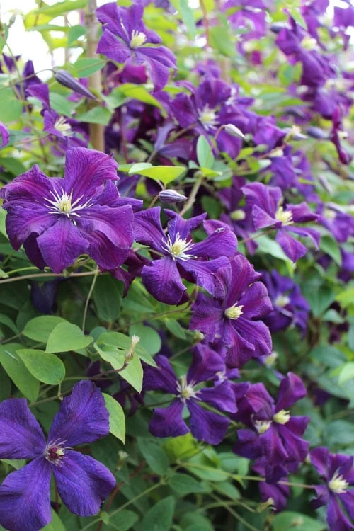 Polish Spirit Clematis - 1 Gallon Pot 8 Polish Spirit Clematis - 1 Gallon Pot - Image 6