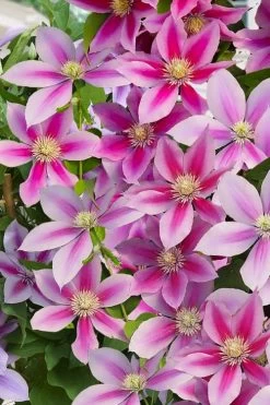 Poseidon Clematis - 1 Gallon Pot 12 Poseidon Clematis - 1 Gallon Pot -SHRUBS and BUSHES Store clematis poseidon 11