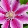 Poseidon Clematis - 1 Gallon Pot
