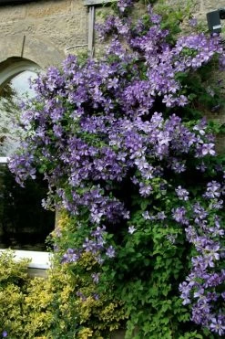 Prince Charles Clematis - 1 Gallon Pot -SHRUBS and BUSHES Store clematis prince charles 9