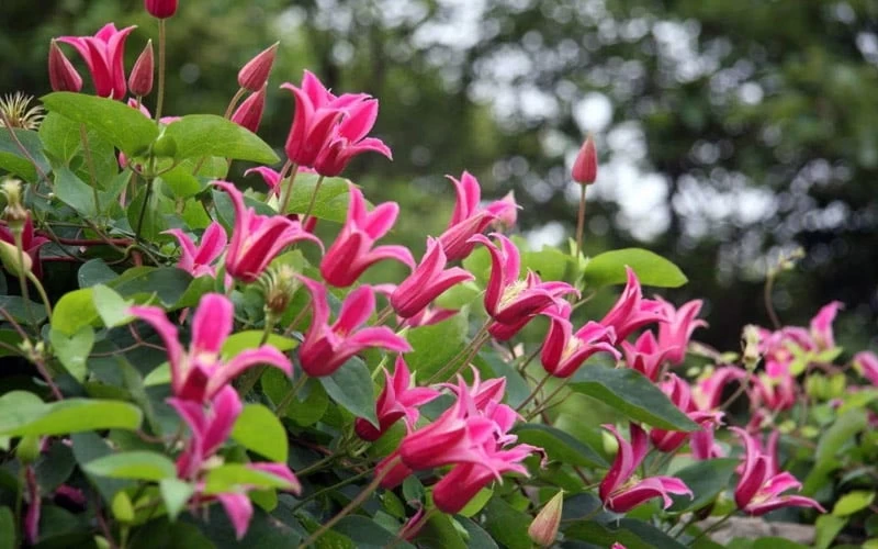 Princess Diana Clematis - 1 Gallon Pot 10 Princess Diana Clematis - 1 Gallon Pot - Image 8