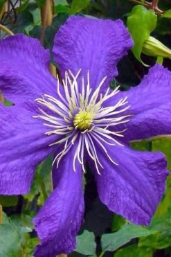 Rhapsody Clematis - 1 Gallon Pot 14 Rhapsody Clematis - 1 Gallon Pot -SHRUBS and BUSHES Store clematis rhapsody 3