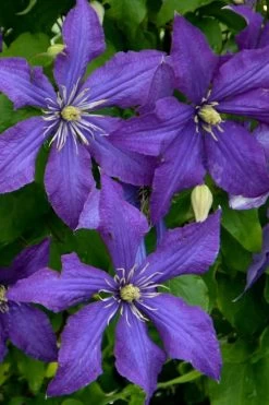 Rhapsody Clematis - 1 Gallon Pot 16 Rhapsody Clematis - 1 Gallon Pot -SHRUBS and BUSHES Store clematis rhapsody 4