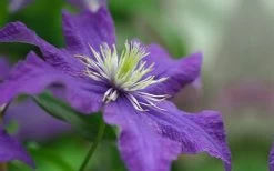 Rhapsody Clematis - 1 Gallon Pot 17 Rhapsody Clematis - 1 Gallon Pot -SHRUBS and BUSHES Store clematis rhapsody 5