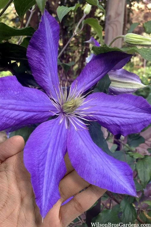 Rhapsody Clematis - 1 Gallon Pot 3 Rhapsody Clematis - 1 Gallon Pot