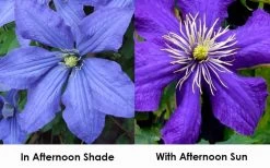 Rhapsody Clematis - 1 Gallon Pot 13 Rhapsody Clematis - 1 Gallon Pot -SHRUBS and BUSHES Store clematis rhapsody 9