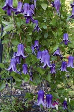 Roguchi Clematis - 1 Gallon Pot -SHRUBS and BUSHES Store clematis roguchi 11
